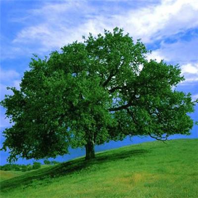 best365体育版官网下载